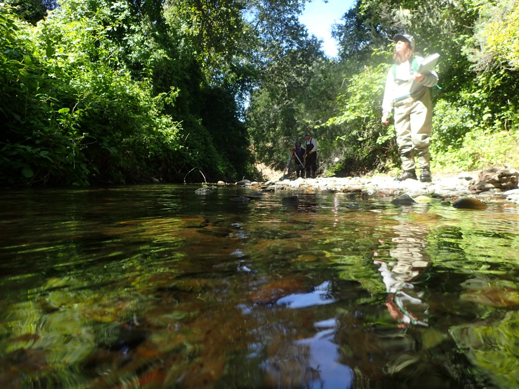 Karissa assess the bank vegetation (spoiler alert: it was mostly poison oak!) while Evan shows a volunteer how to measure slope the slope of the creek in the background.