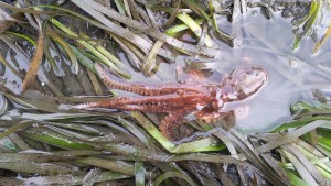 One of our staff found this California Two-Spot Octopus taking refuge in an eelgrass bed shortly after low tide.