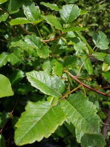 Poison oak is native to the Morro Bay watershed.