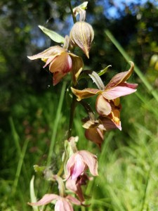 The Morro Bay watershed is a wonderful place to stop, smell, and photograph wildflowers.