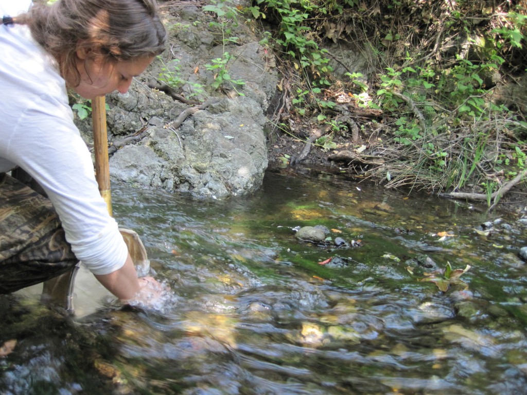 A volunteer collects bug samples in a net.