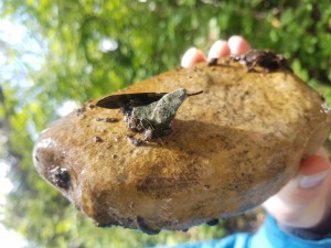 Some species of caddisflies, like this one, secrete a silk to build a portable shelter. Case-building caddisfly larvae use a variety of different materials to build their cases. As you can see, these ones are primarily using small pieces of gravel to build their case.