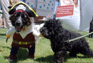 Our annual DogFest festival combines family- and fur-friendly fun with information about how dog owners can help keep our bay clean by picking up after their pets.