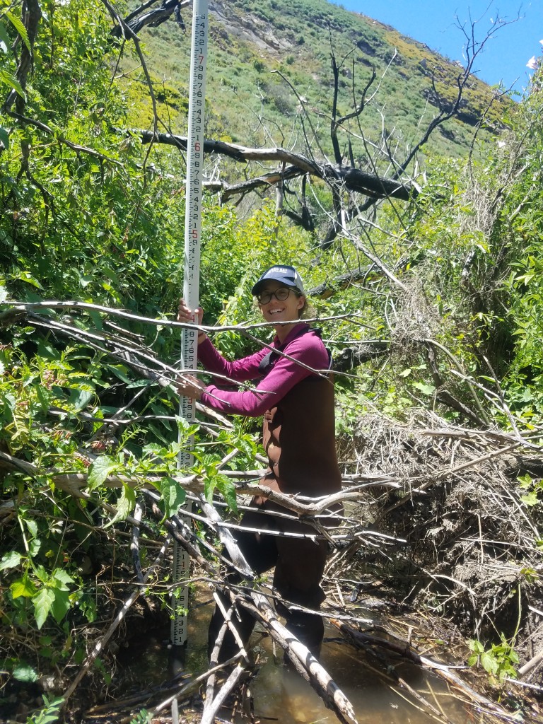 Kelley, our Monitoring Technician, holds up a stadia rod to help measure the slope of the creek. Behind her, you can see down the stream channel and imagine what completing this survey was like. The stream channel was extremely choked with vegetation, making it difficult to walk through, but at least it wasn’t poison oakThough some of our surveys were a little brushy or had an extremely healthy poison oak population, we saw many gorgeous sections of the watershed.