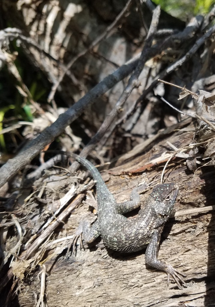 A western fence lizard suns itself.