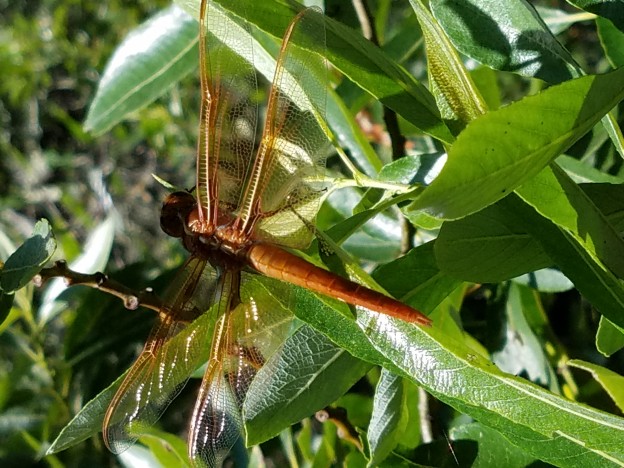 This dragonfly landed on a tree leaf, allowing us to see its intricate wing detail up close.
