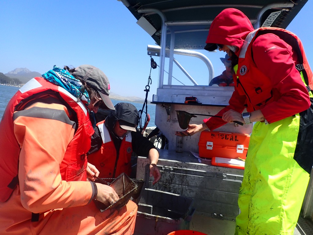 Jennifer sorts through sediment and algae in a net to look for fish and invertebrates. 