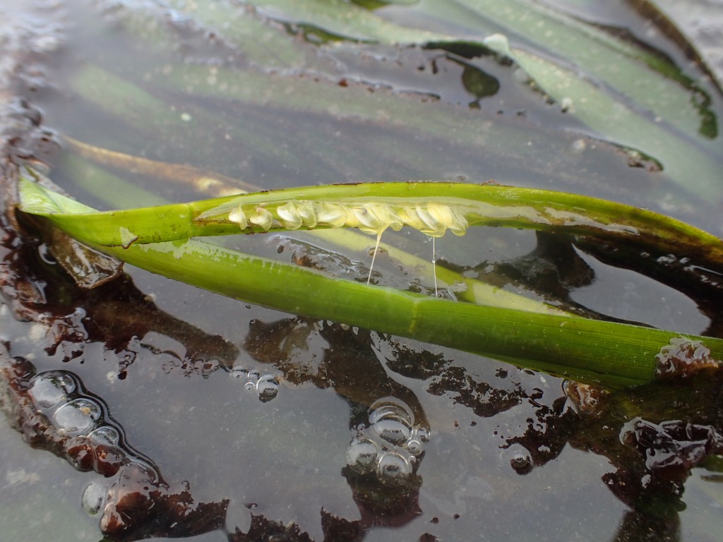 Believe it or not, this is a blade of eelgrass in one of the five flowering stages. These will soon turn into seeds we can collect. 