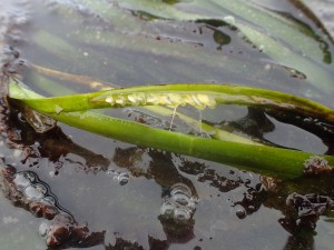 Believe it or not, this is a blade of eelgrass in one of the five flowering stages. These will soon turn into seeds we can collect.