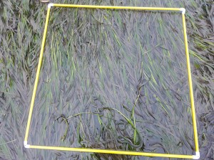 During this survey, we place a quadrat down at random and count the number of shoots in a flowering stage. From there, we try to identify which flowering stage the shoots are in.