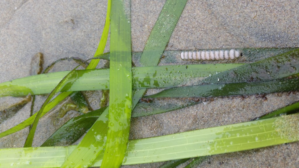 We saw a number of cone snail eggs when looking at the eelgrass in late June. 