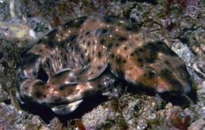 A swell shark lies on sandy bottom material, its tail curled toward its head. Photograph courtesy of NOAA National Marine Sanctuaries, via Flickr Creative Commons License.