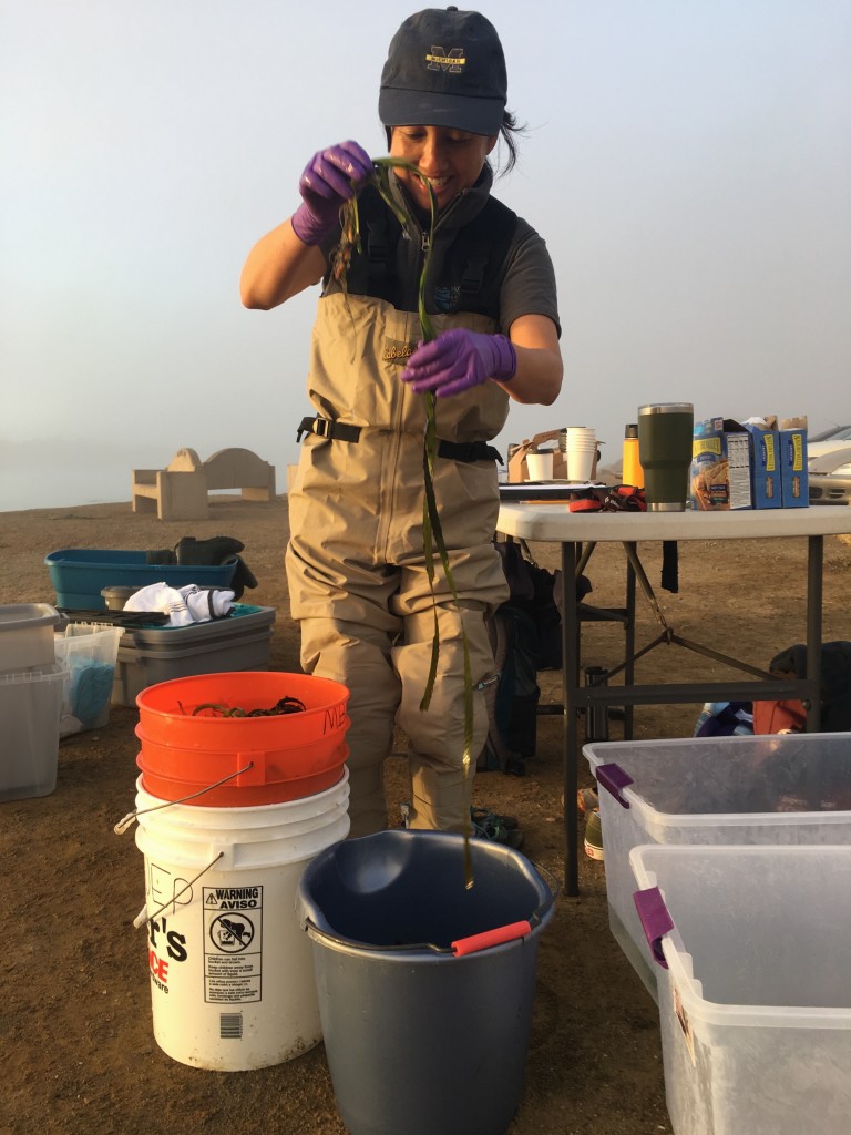 Ann Kitajima, Assistant Director, counted the eelgrass and sorted it into buckets as the sky was lightening. 