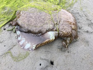 This California Sea Hare waits on the mud flat for the tide to come in.