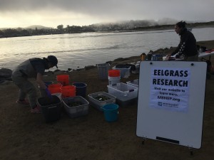 Our eelgrass sorting station is ready.