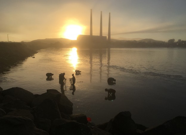 The crew of staff and volunteers harvested eelgrass in their assigned locations as the sun rose over Morro Bay. The crew of staff and volunteers harvested eelgrass in their assigned locations as the sun rose over Morro Bay.