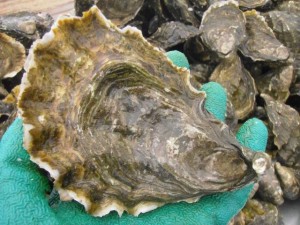 Photograph courtesy of Grassy Bar Oyster Company