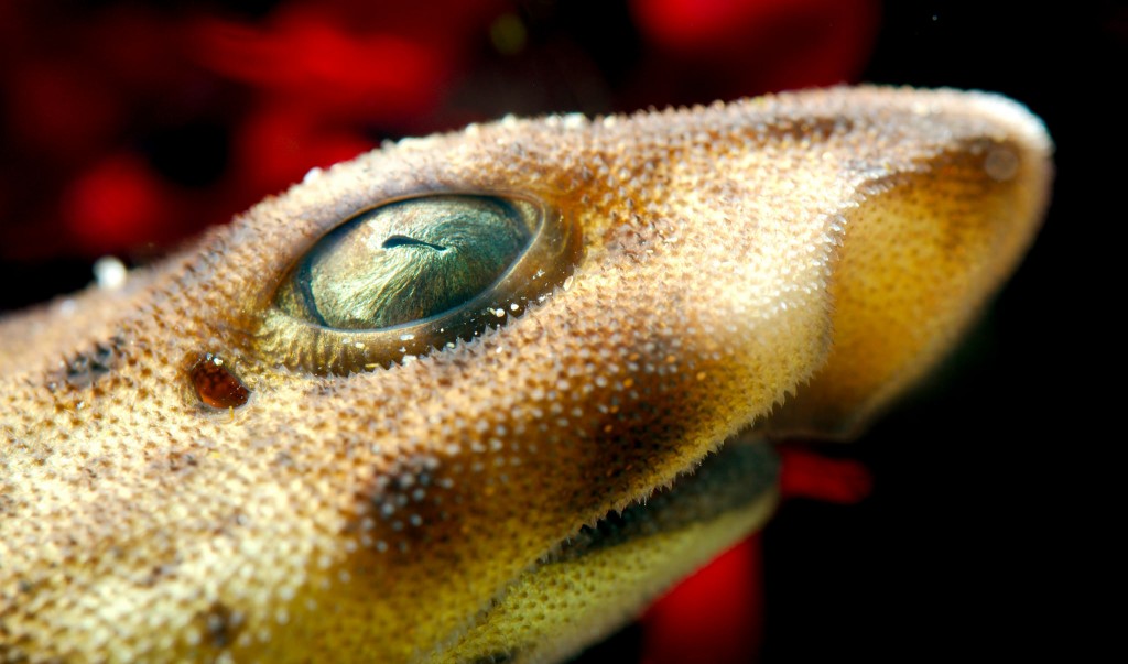 Swell shark closeup by Josh More, via Flickr. 