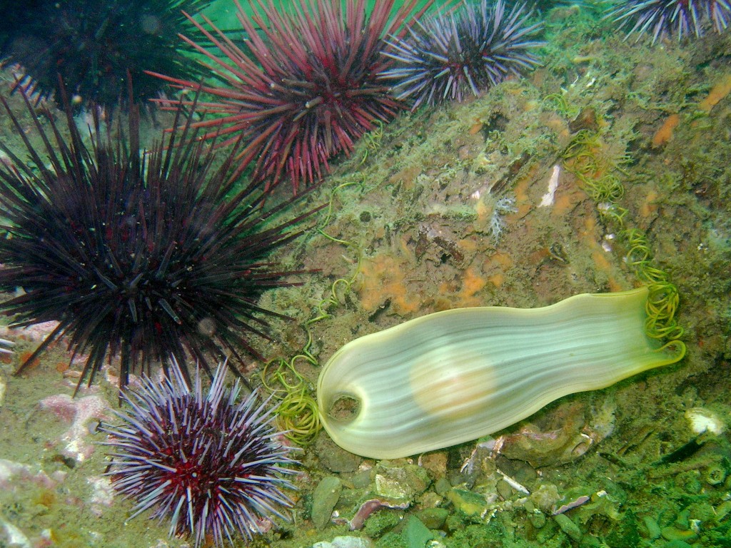 Swell shark egg case, commonly called a mermaid's purse. Photograph courtesy of K. Stlzenbach, via Flickr. 