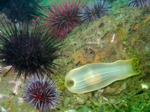 Swell shark egg case, commonly called a mermaid's purse. Photograph courtesy of K. Stlzenbach, via Flickr.