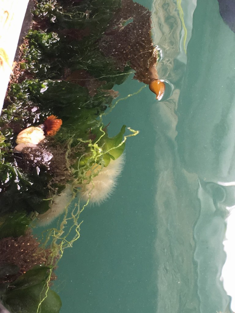 Look at all of the organisms growing along just one foot of dock! Taking a look at dock edges and pier pilings can give you a chance to practice your ID skills. 