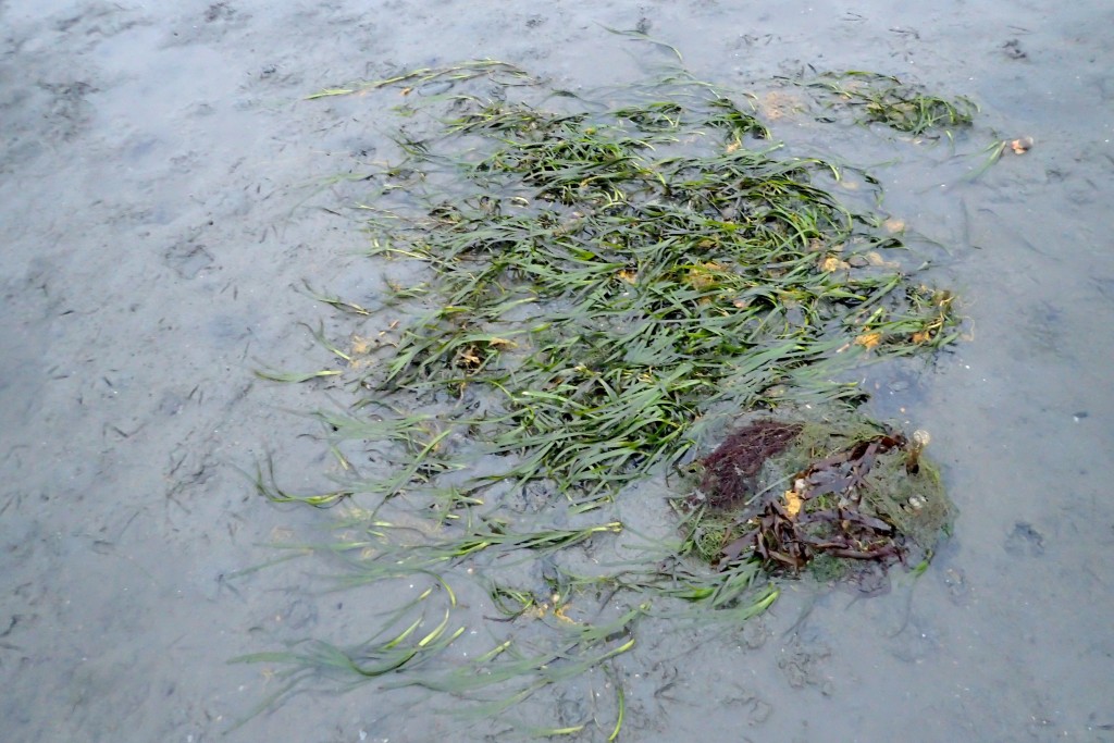 Here is one of the eelgrass quadrats from our March effort. Hopefully in a few months our new quadrats will look the same!