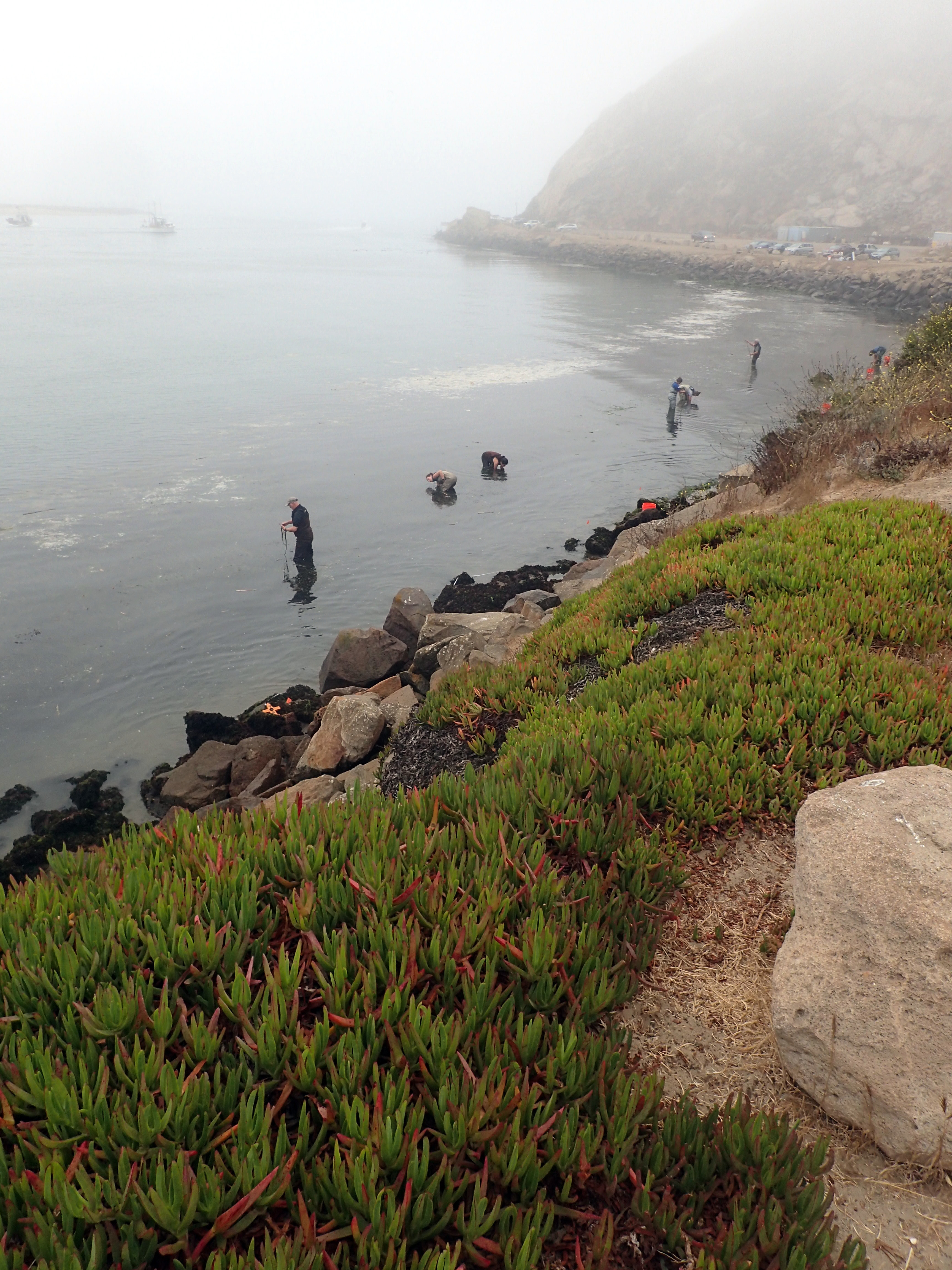 Harvesters collect shoots from their designated harvest zones.