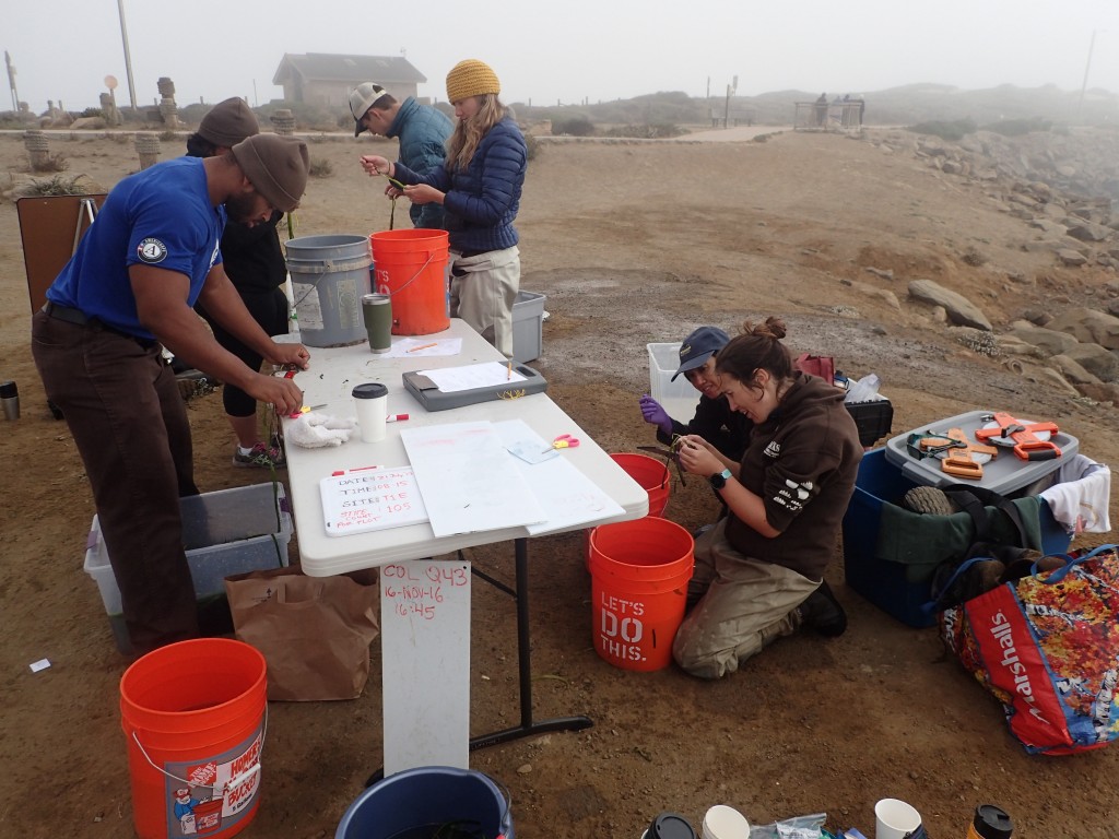 Staff and AmeriCorps Watershed Stewards Project members measuring, cutting and counting blades.