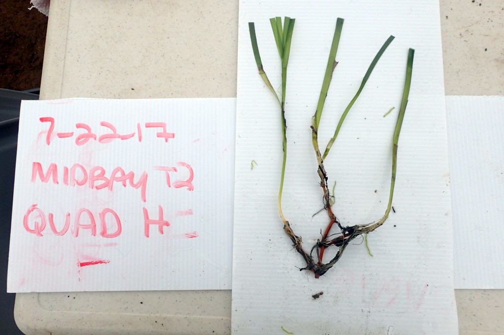 These photos document the condition of the blades at the time of transplant. As we monitor these transplant plots over the next year we will take periodic photos of the shoots to look at how blade condition changes over time. 