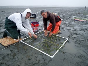 George and Estuary Program volunteer, Nick, finish planting eelgrass shoots within a one-meter squared plot.