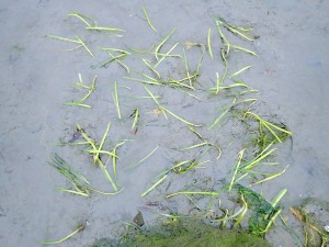 A newly planted plot in the forebay