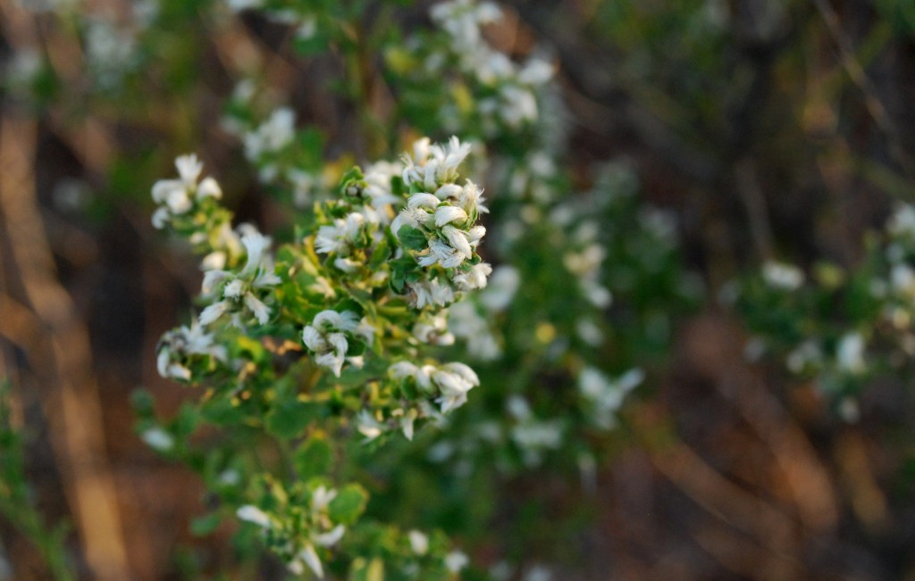 Coyote brush, Baccharis pilularis