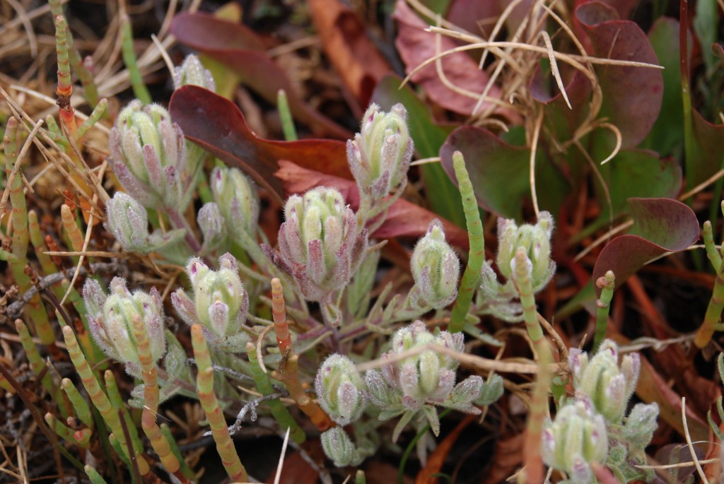 Salt marsh bird's beak, Chloropyron maritimum