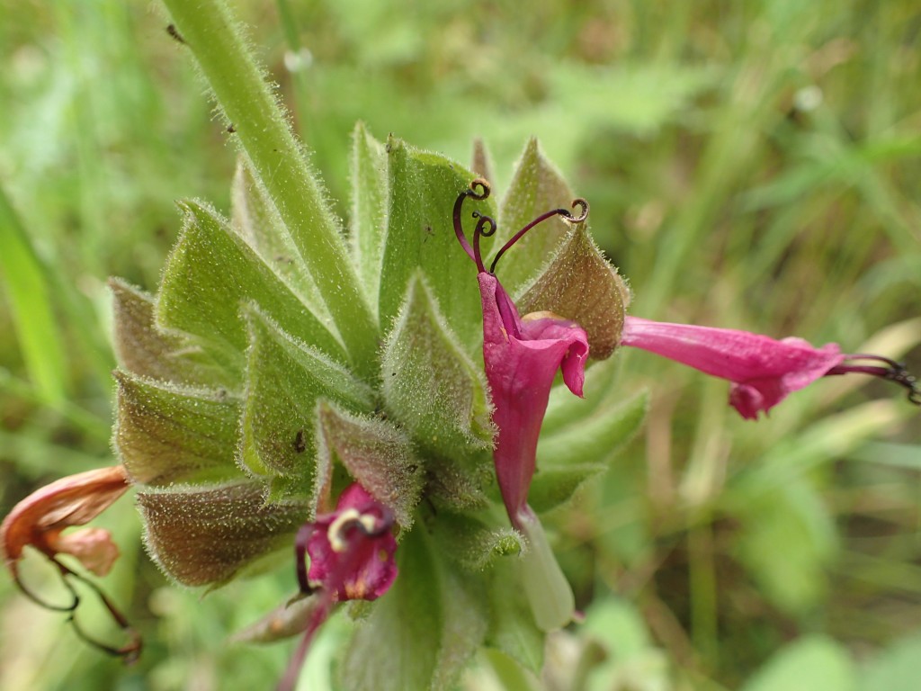 Hummingbird sage, salvia-spathacea.