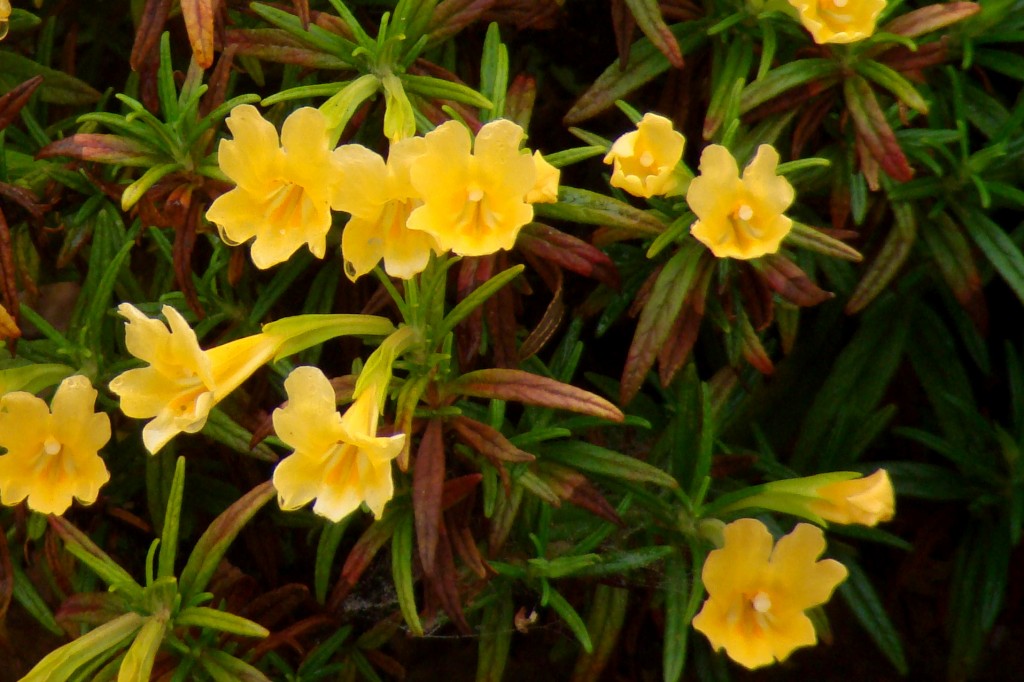 Sticky monkey flower, photograph by Maggie Smith. 