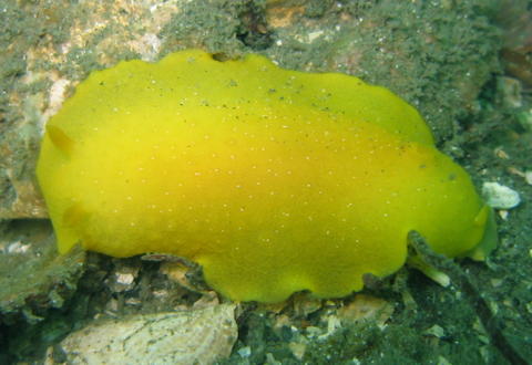 Sea lemon