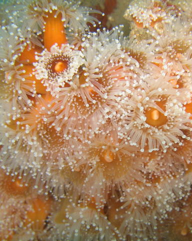 Strawberry anemone