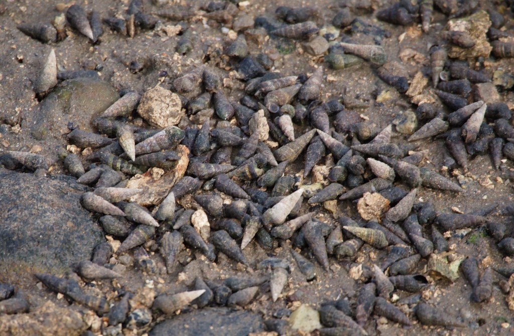 California horn snails on a mudflat. 