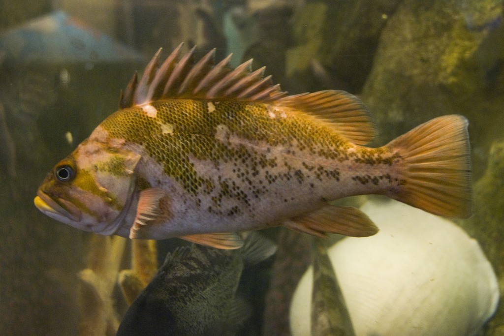 This is an adult copper rockfish. Photograph courtesy of Pat Kight, via Flickr.