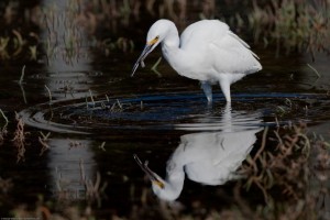 A snowy egret fishes for crab in the salt marsh during high tide.