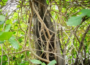 The branches of poison oak also contain urushiol oil. Here, branches climb a dead tree. In the winter, they drop their leaves and become difficult to identify. Photograph courtesy of http://www.poison-ivy.org/