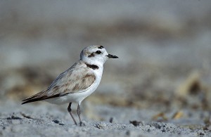 Western snowy plover. Photograph by Pacific Southwest Region Fish and Wildlife Service, via Flickr.
