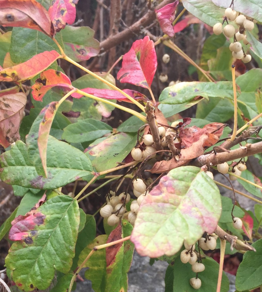 Poison oak berries are a food source for some wildlife. 