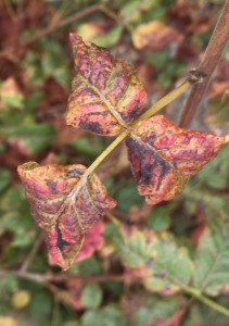 These local poison oak leaves are curled and twisted.