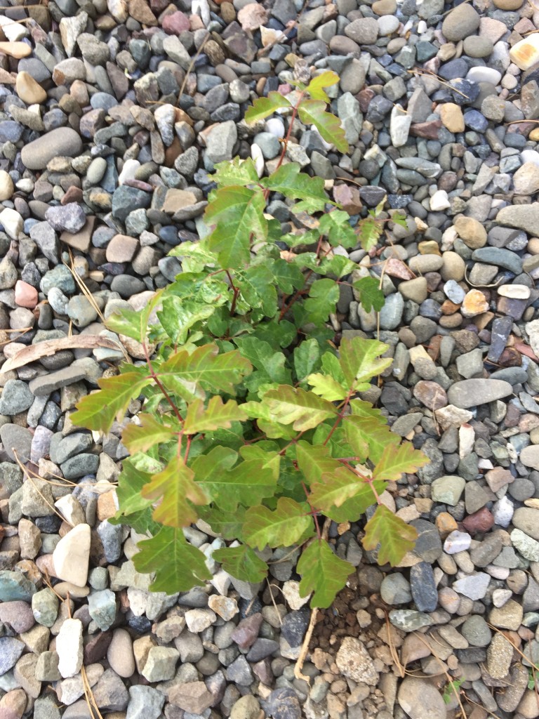 Green leaves of poison oak