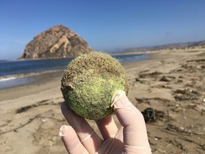 Tennis ball unburied