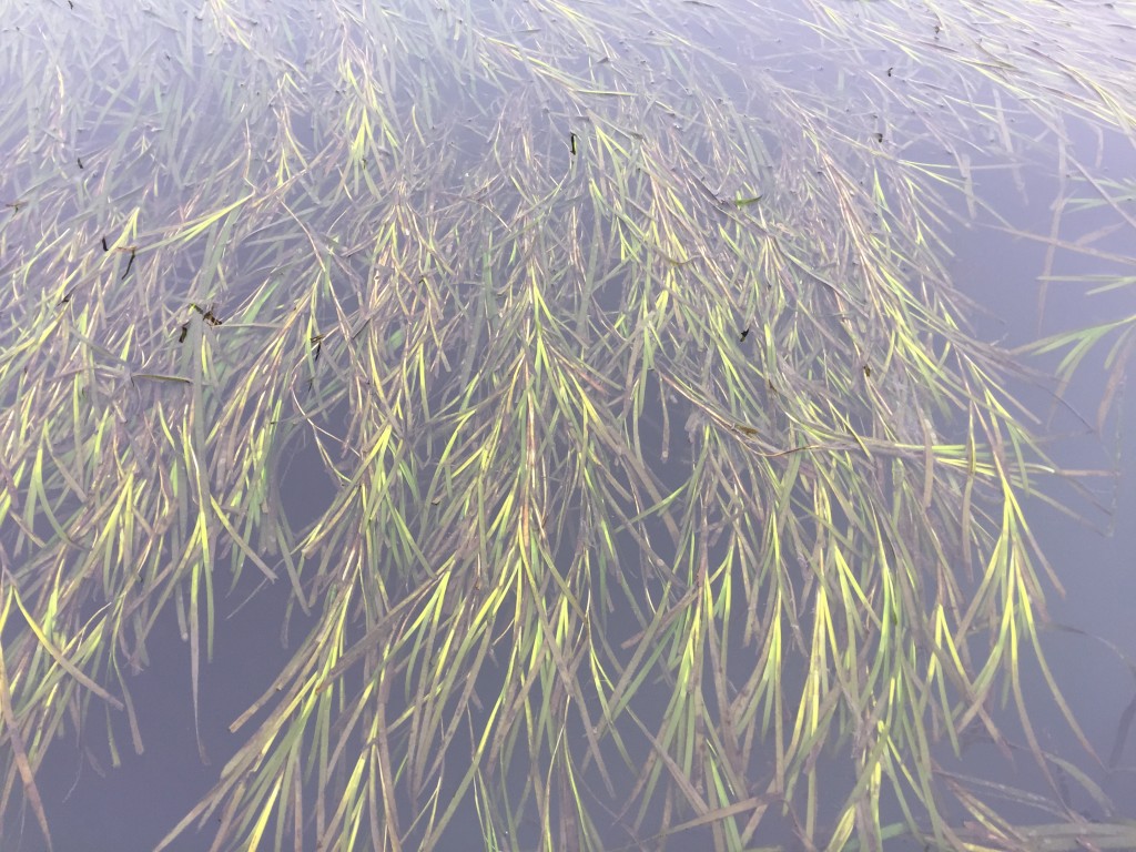 The lighter green blades in this photograph are flowering eelgrass shoots.