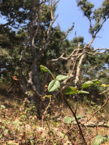 Poison oak is part of this Central Coast oak woodland.