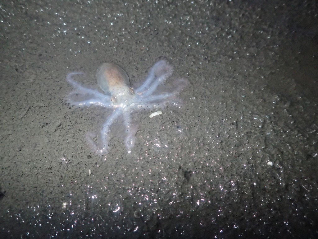 Along with a few nudibranchs, we found a juvenile octopus in a depression in the mudflat near the eelgrass plots. 