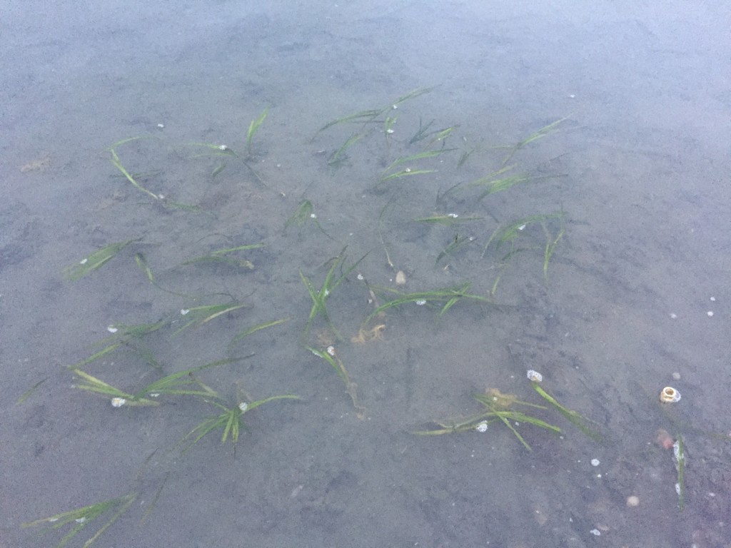 One of the forebay plots. Bulla snails have already found these plots and laid eggs on the eelgrass blades.  Though the eggs are very gooey, we don’t believe the eggs are harming the eelgrass.